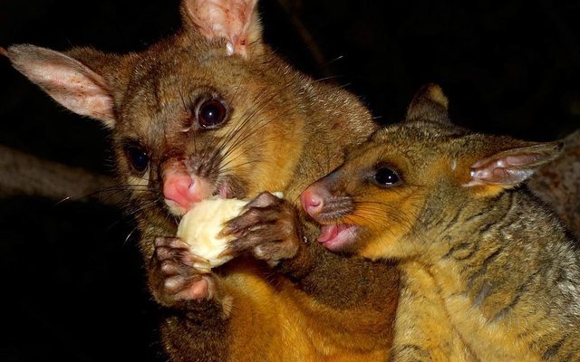 Common Brushtail Possum reference
