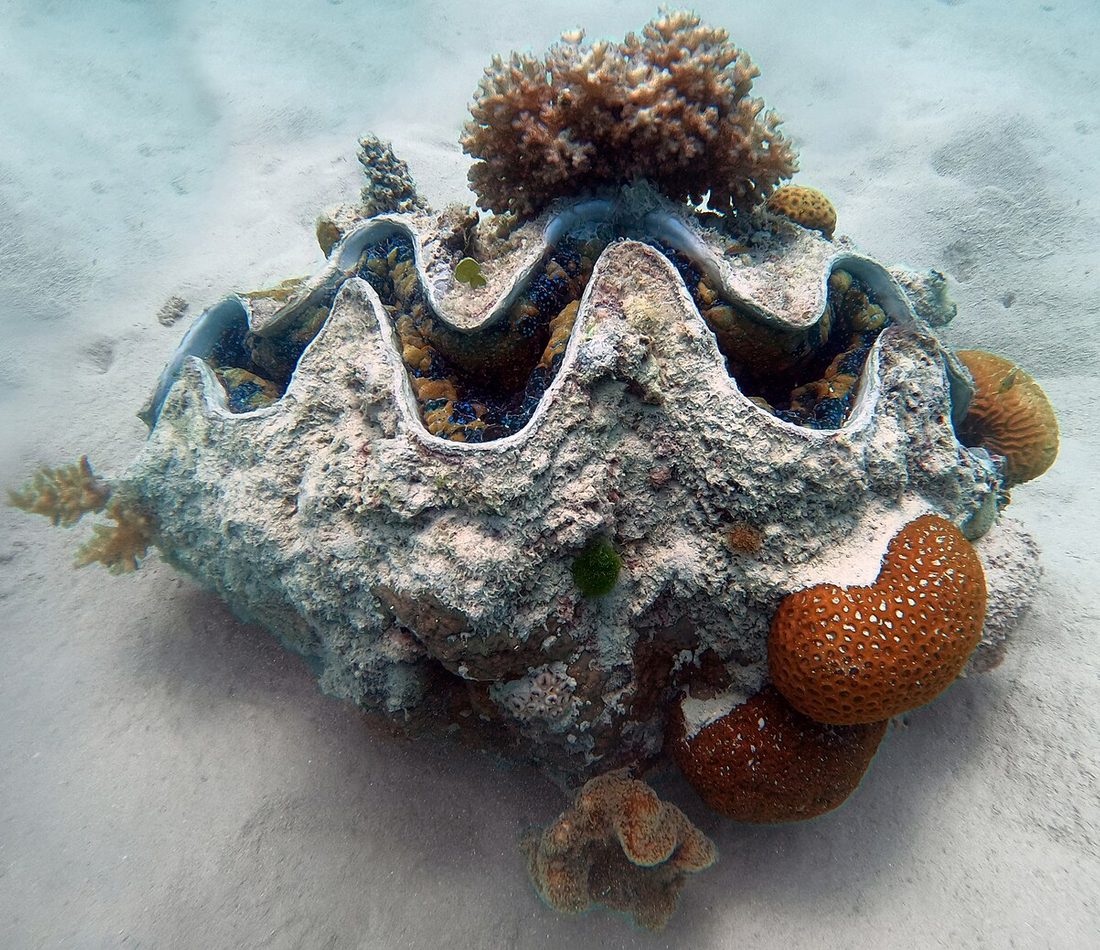 Giant Clam reference