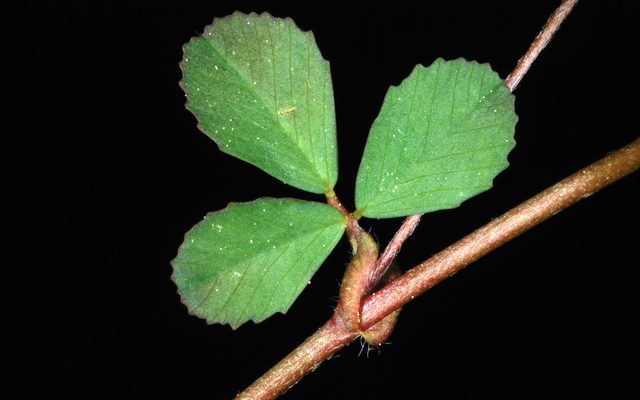 Lesser Trefoil reference