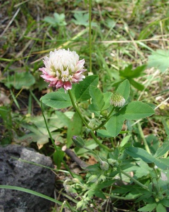 Alsike Clover reference