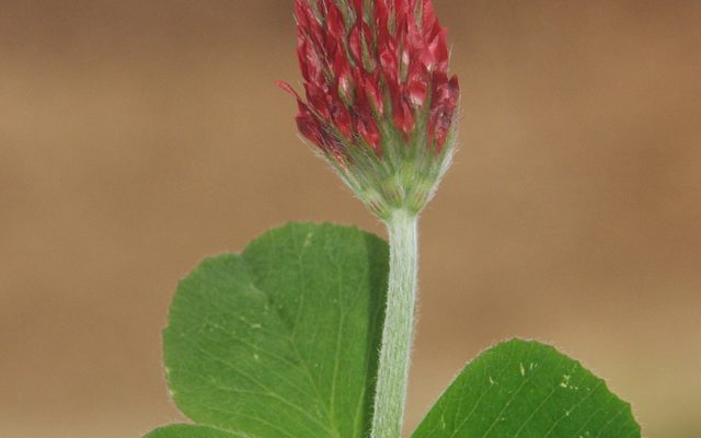 Crimson Clover reference