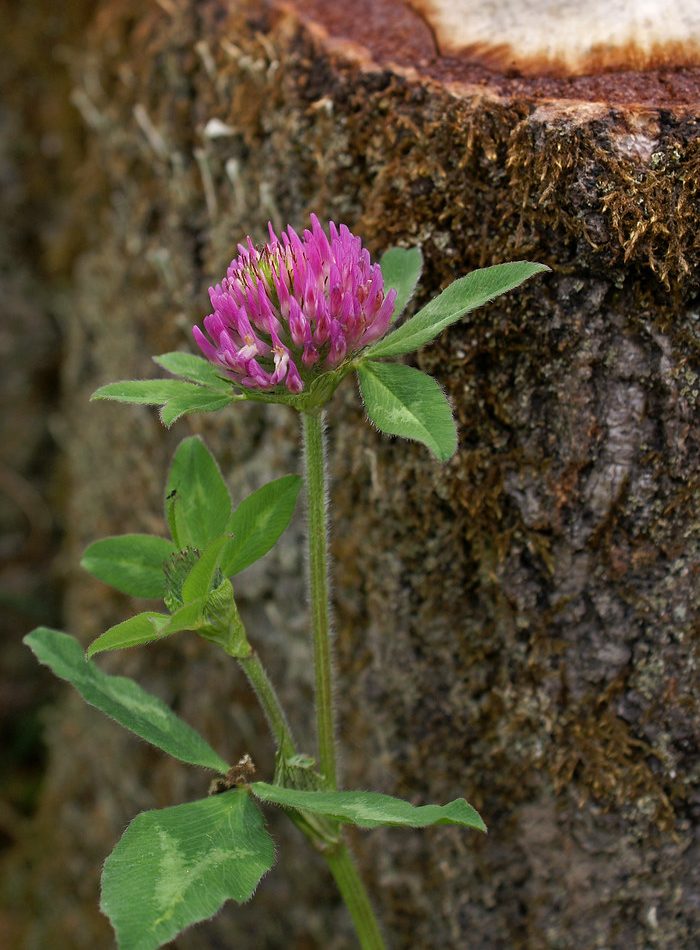 Red Clover reference