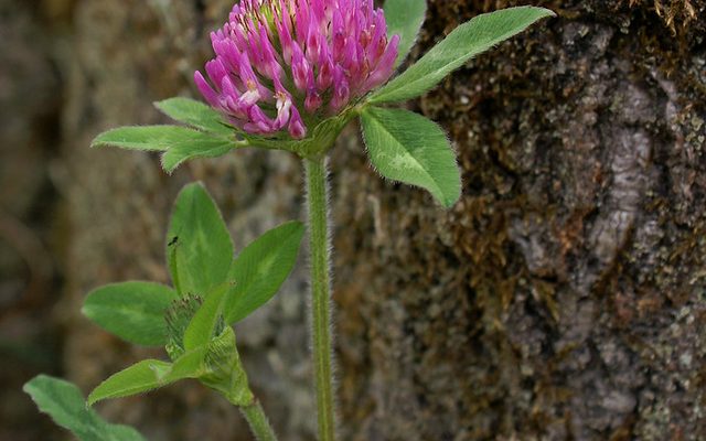 Red Clover reference
