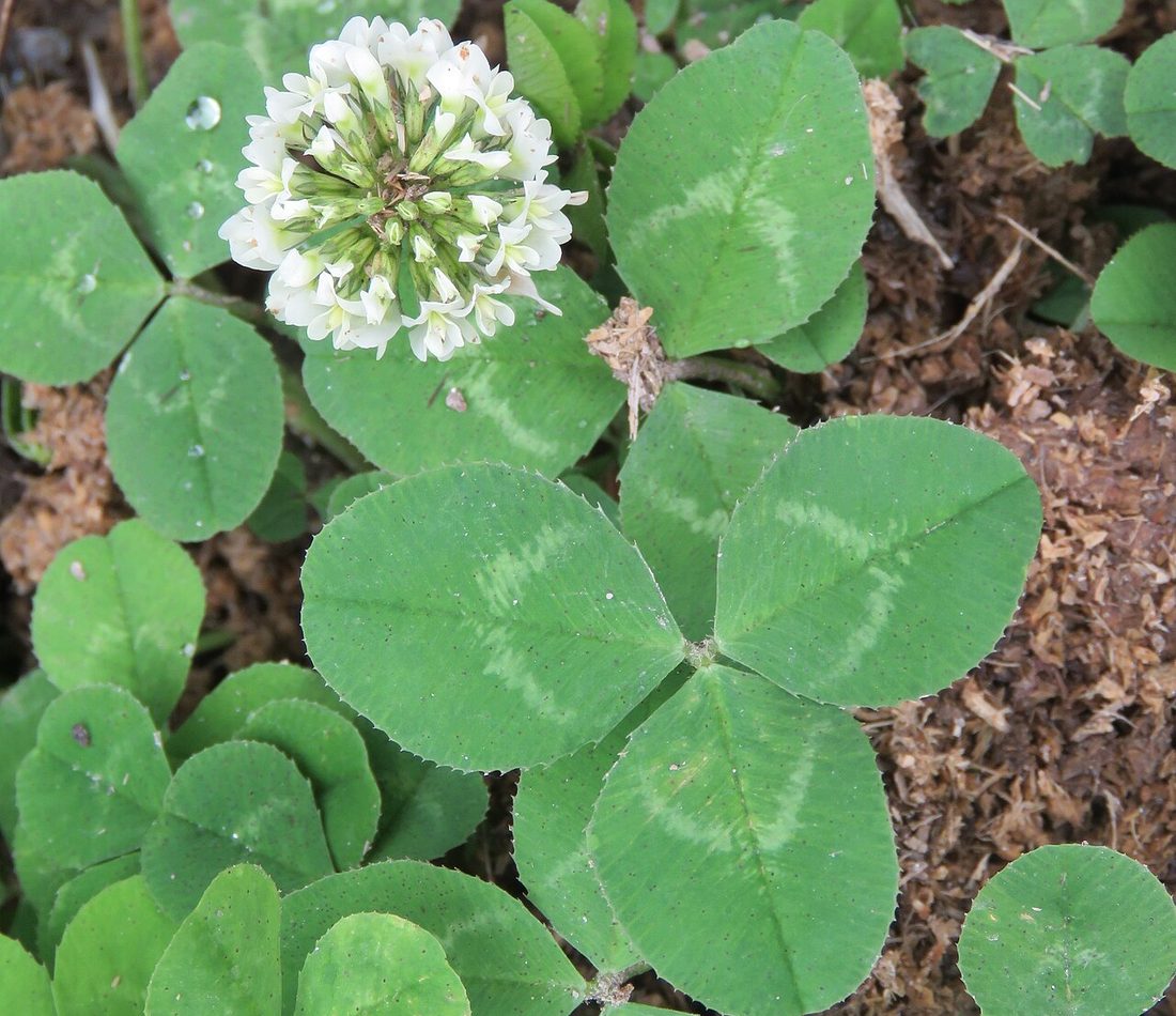 Trifolium repens reference