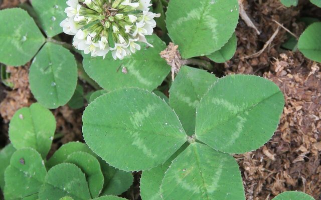 White Clover reference