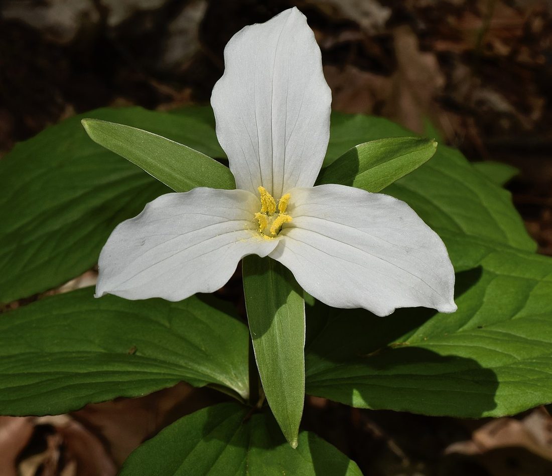 large white trillium reference