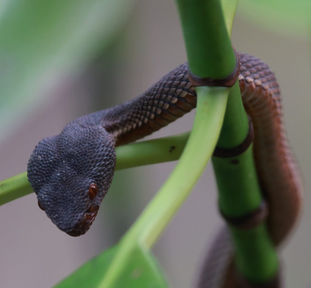 Mangrove Pit Viper reference