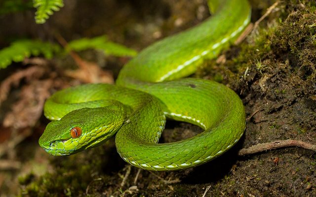 Chinese Green Tree Viper reference