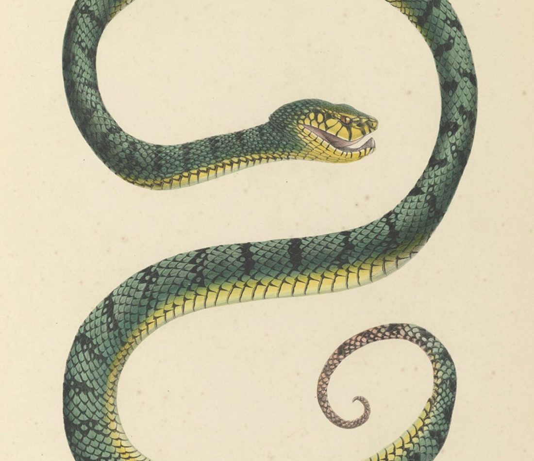 Eyelash Pit Viper reference