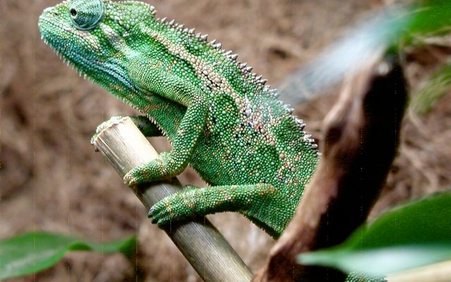 Montane Side-striped Chameleon reference