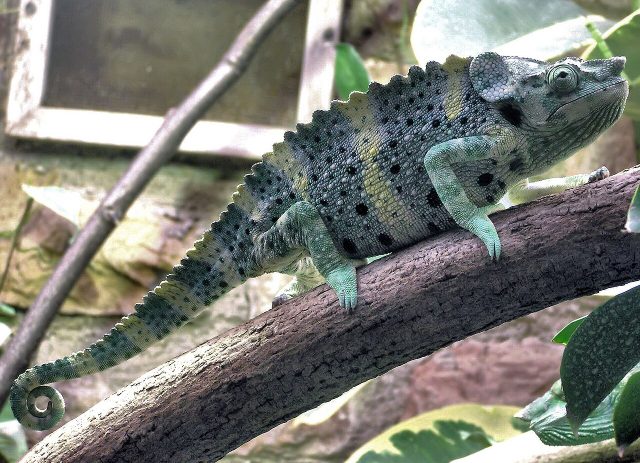 Meller's Chameleon reference