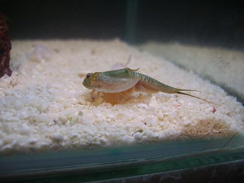 Shield Shrimp reference