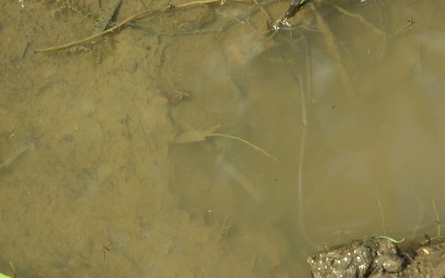 Tadpole Shrimp reference