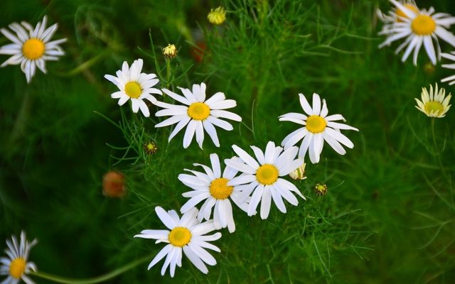 Scentless Mayweed reference