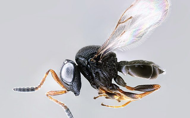 Samurai Wasp reference