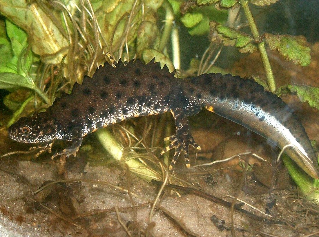 Great Crested Newt reference