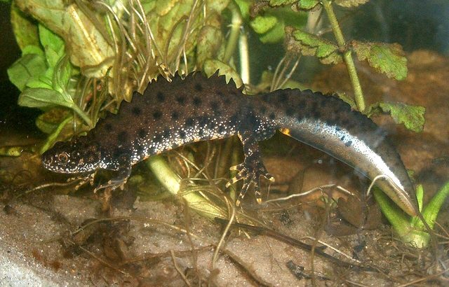Great Crested Newt reference
