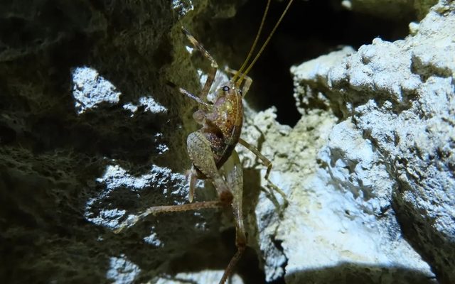 European Cave Cricket reference