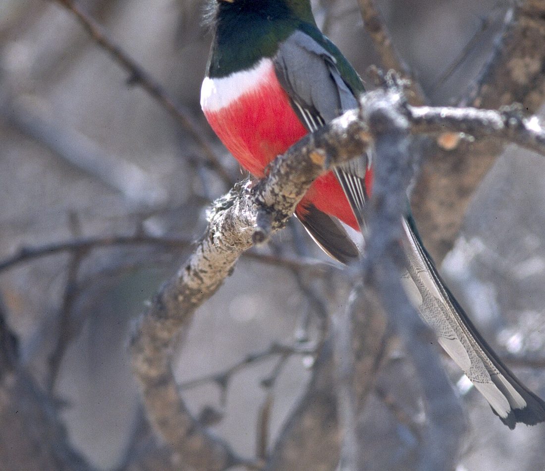 Elegant Trogon reference