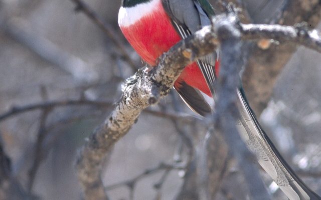 Elegant Trogon reference