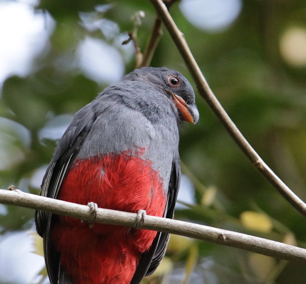 Slaty-tailed Trogon reference