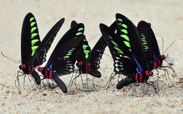Rajah Brooke's Birdwing reference