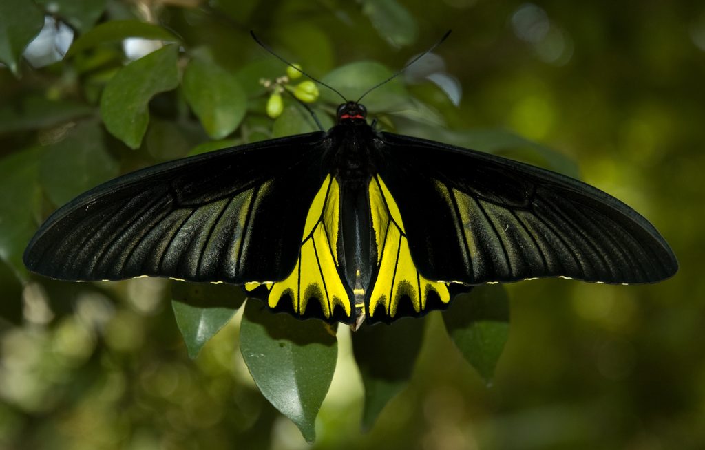 Golden Birdwing Butterfly reference
