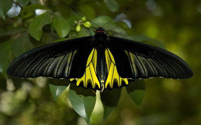 Golden Birdwing reference