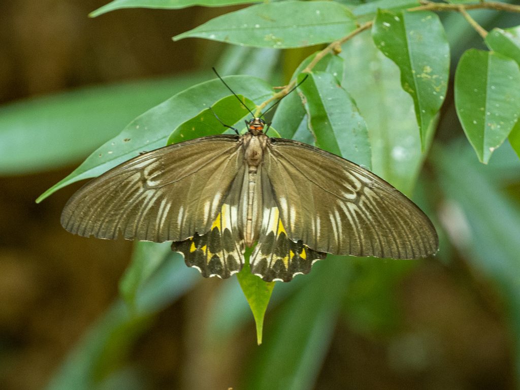 Common Birdwing reference