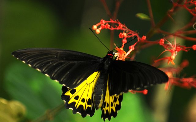 Common Birdwing reference