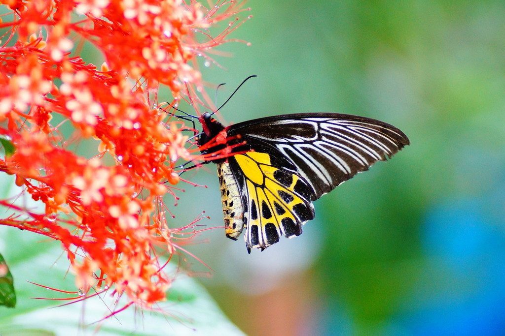 Southern Birdwing reference