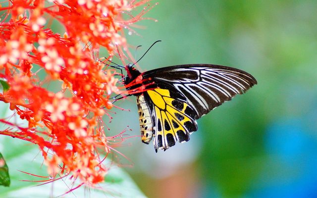Southern Birdwing reference