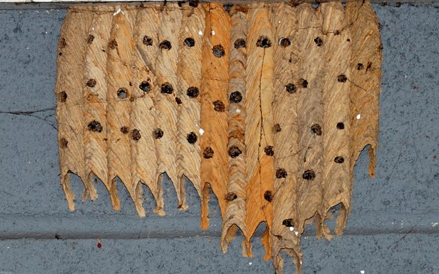 Pipe Organ Mud Dauber reference