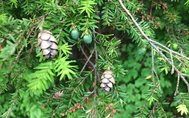 Eastern Hemlock reference