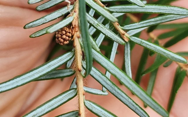 Western Hemlock reference