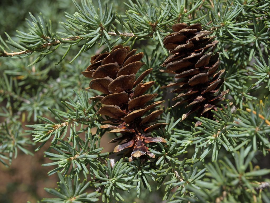 Mountain Hemlock reference
