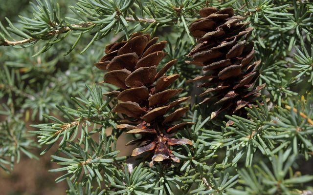 Mountain Hemlock reference
