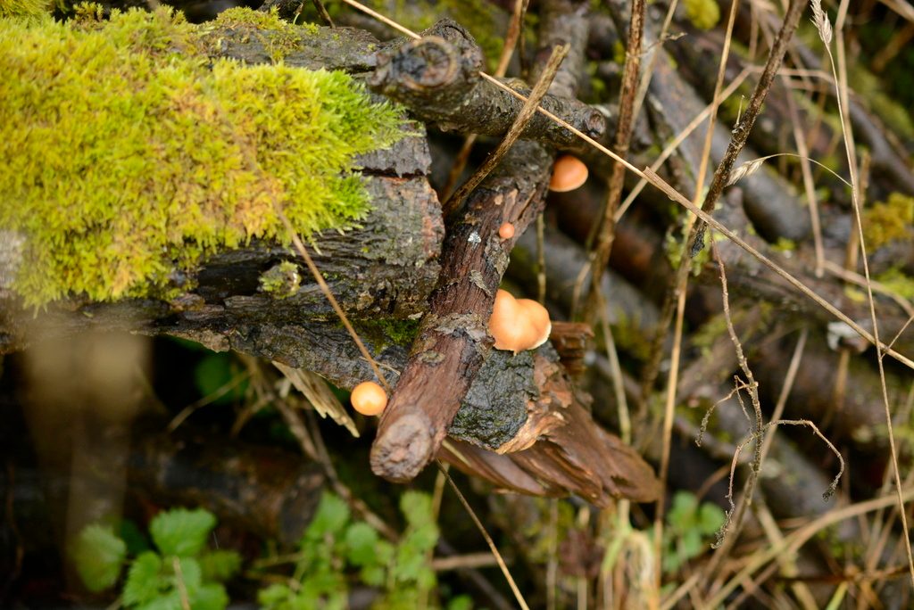 scurfy twiglet reference