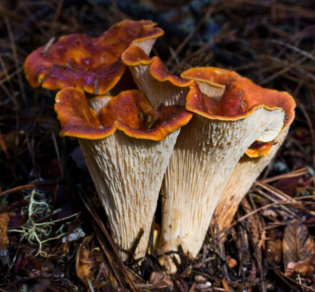 Scaly Chanterelle reference