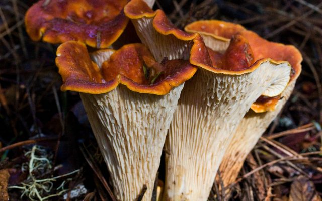 Woolly Chanterelle reference