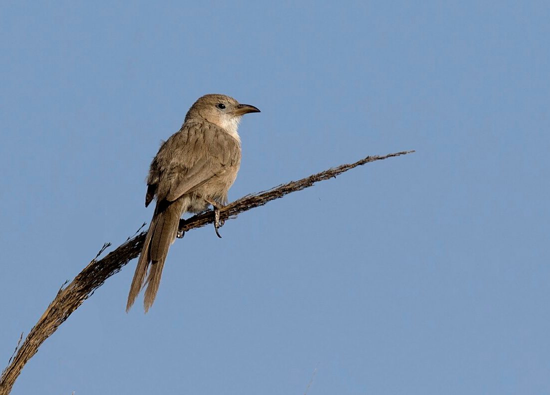 Iraq Babbler reference