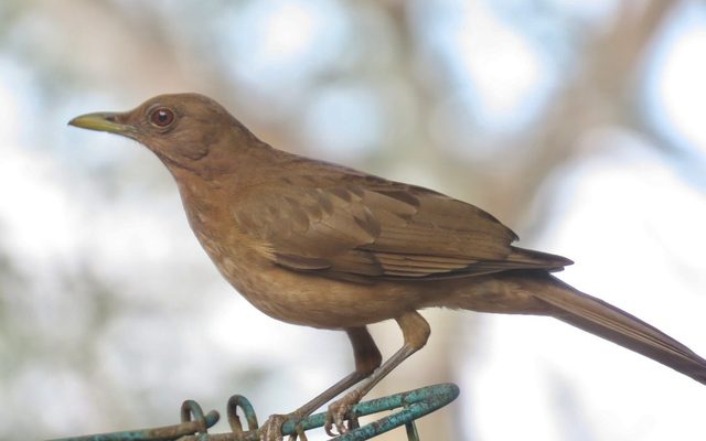 Clay-colored Thrush reference