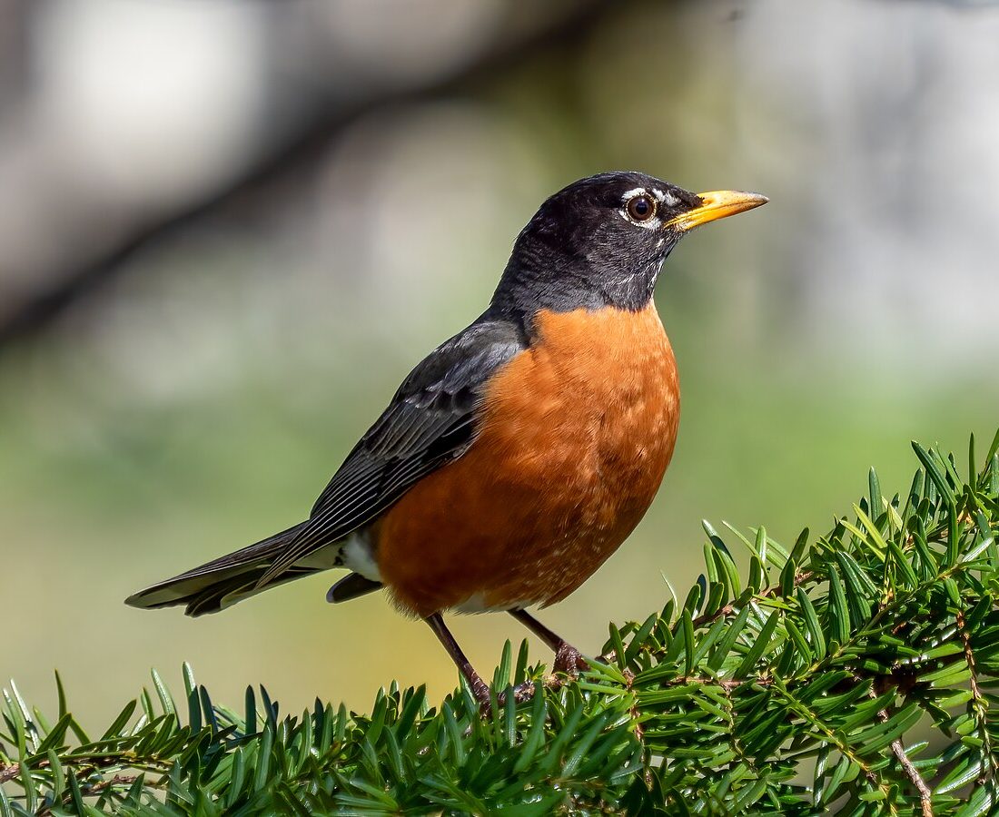 American Robin reference