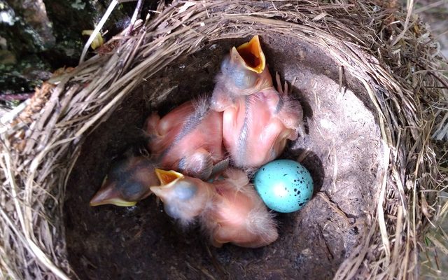 Song Thrush reference