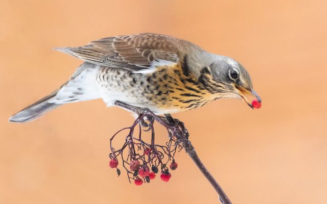 Fieldfare reference