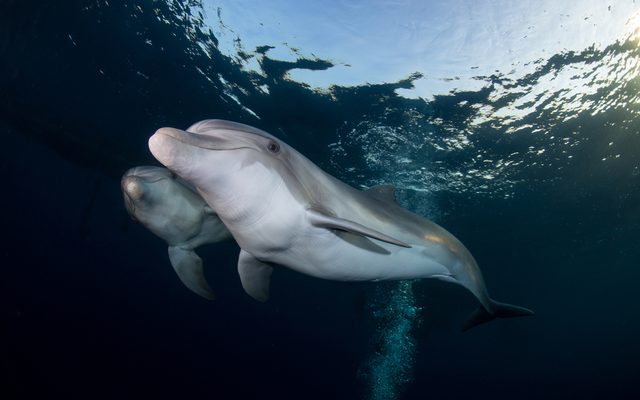 Indo-Pacific Bottlenose Dolphin reference