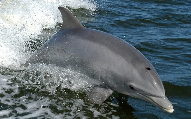 Bottlenose Dolphin reference