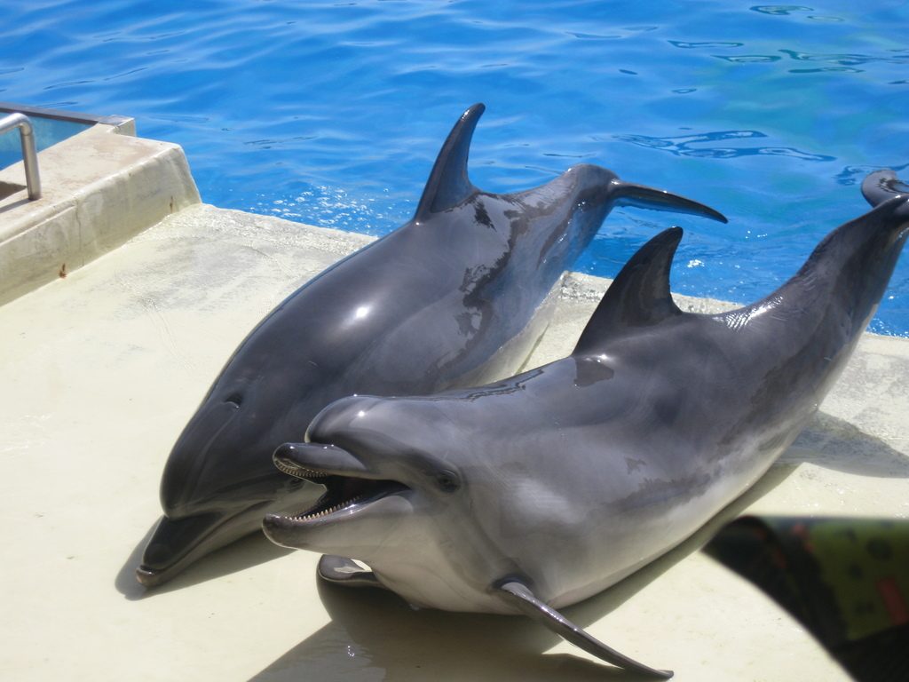 Black Sea Bottlenose Dolphin reference