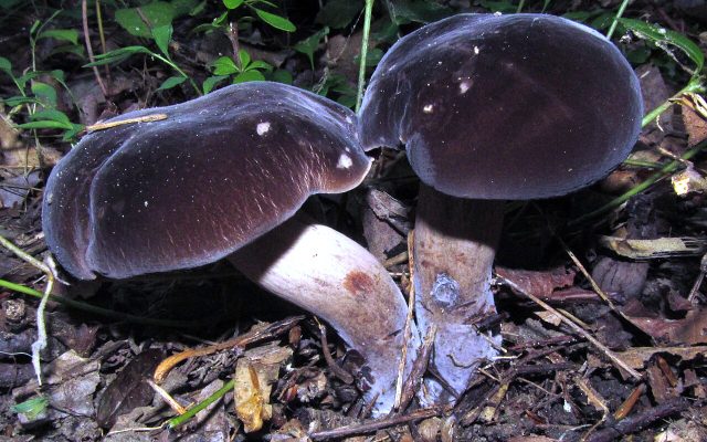 Black Velvet Bolete reference
