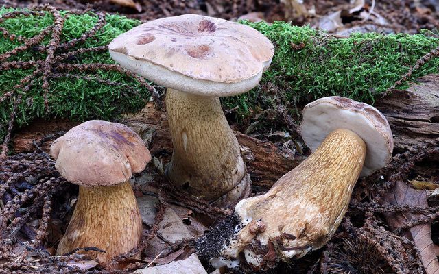 Bitter Bolete reference